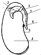 partes de una semilla