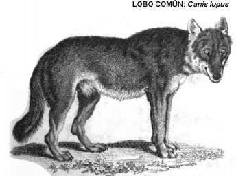 Lobo