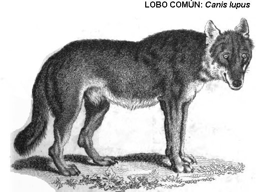 lobo ibérico