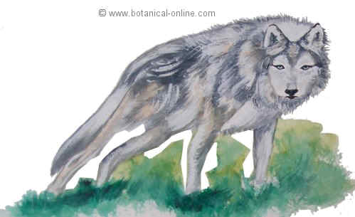 lobo