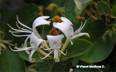 Madreselva japonesa (Lonicera japonica)