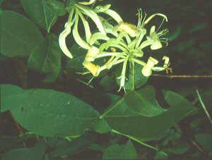 Madresela de bosque (Lonicera periclymenum)