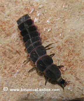 Luciérnaga larva