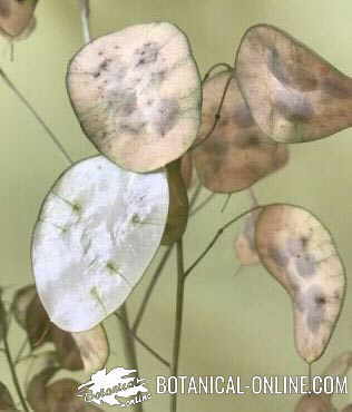 lunaria annua planta seca