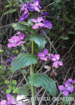 lunaria annua planta plata luna