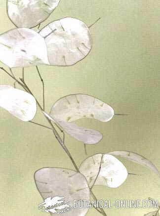 lunaria annua planta plata luna