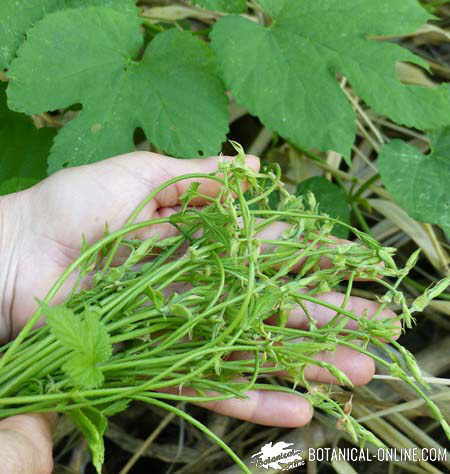 lupulo verdura comestible