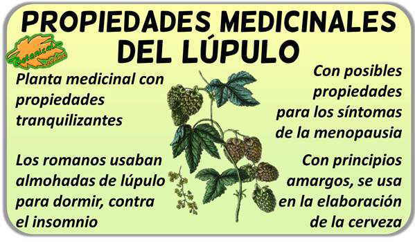 propiedades medicinales del lupulo