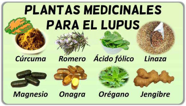plantas medicinales lupus remedios suplementos tratamiento natural