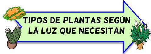 tipos de plantas según la luz que necesitan