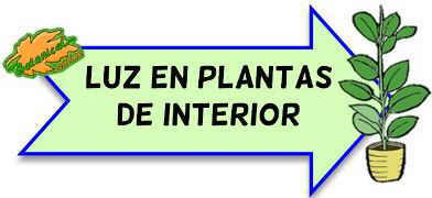 plantas interior luz