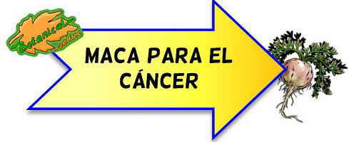 maca cancer