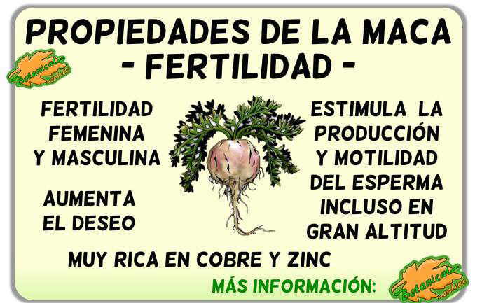 propiedades beneficios maca planta medicinal fertilidad embarazo