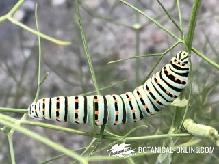 mariposa macaon larva