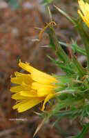 (Scolymus)