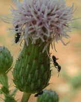 Cirsium arvense 