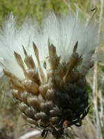 Centaurea conifera 