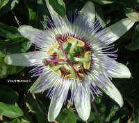 Passionaria caerulea