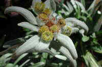 Leontopodium Alpinum Cass. (Edelweiss) 