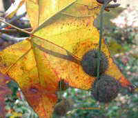 Platanus hybrida Brot. ( Platano /plàtan/ London plane) 