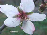 Prunus amygdalus L. var. dulcis (almendro,ametller,almond) 56k