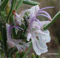 Rosmarinus officinalis (romero, romaní, rosemary)