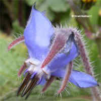 Borago offiinalis