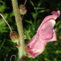 Antirrhinum barrelieri Boreau