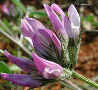 Psoralea bituminosa