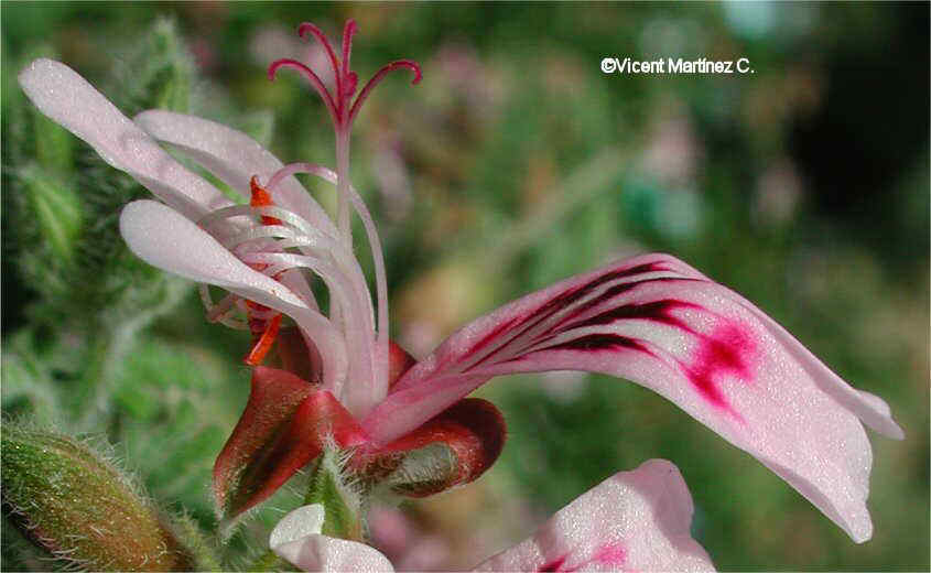 pelargonium