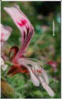 Pelargonium sp.