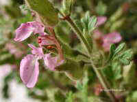 Teucrium botris L.