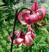 Lilium martagon