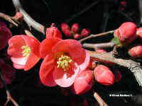 Chaenomeles japonica