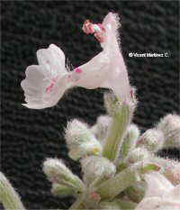 Nepeta nepetella L.