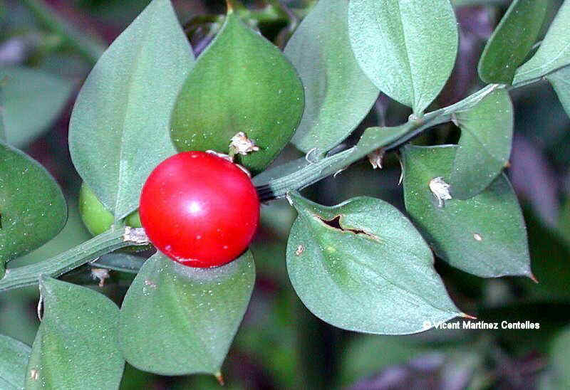 Ruscus aculeatus