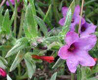 Lithospermum fruticosum