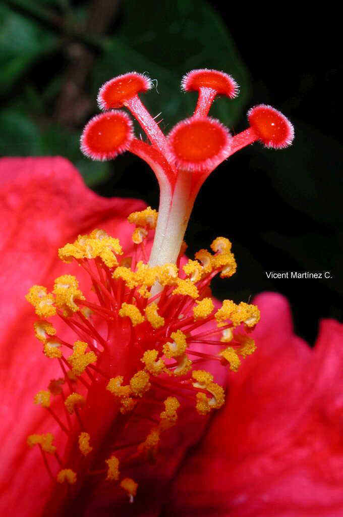 estambres hibisco