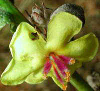 (Verbascum)