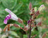 (Salvia)