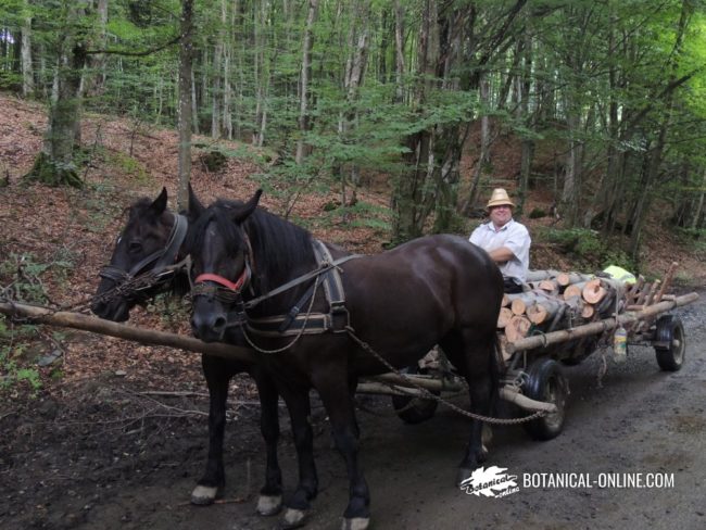 Carreta transportando troncos de haya en los Cárpatos 