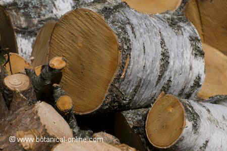Insectos que comen madera – Botanical-online