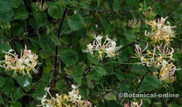 foto planta madreselva en flor y hojas