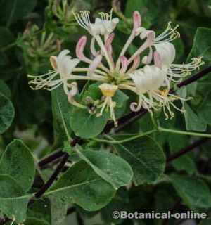 foto madreselva flores