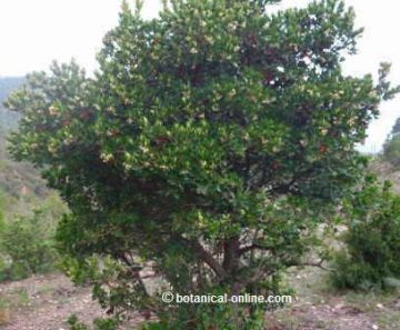 Madroño árbol silvestre