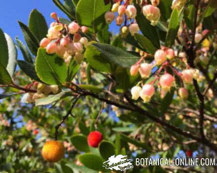 Frutos del madroño