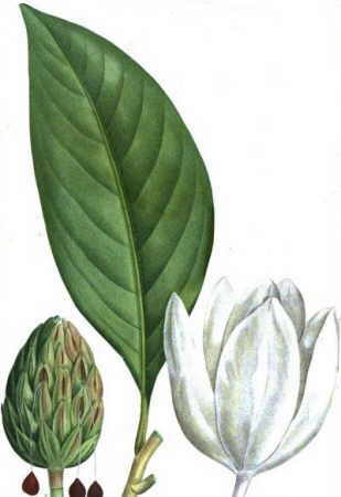 El cultivo de la magnolia – Botanical-online