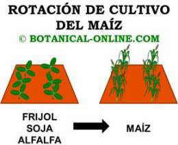 rotación de cultivos del maíz con frijol, soja o alfalfa