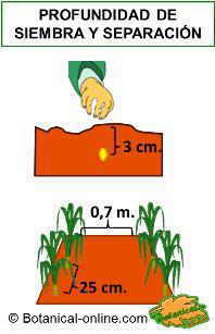 siembra del maíz, profundidad de siembra y espacio entre plantas