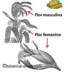 Tipos de flores del maiz, flor femenina y flor masculina